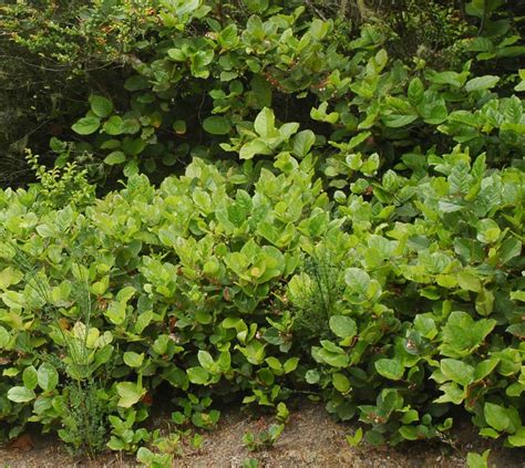 Gaultheria shallon, Salal – Woodbrook Native Plant Nursery