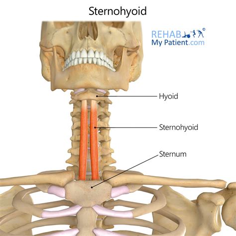 Sternohyoid Muscle