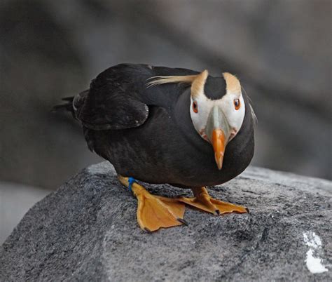 Pictures and information on Tufted Puffin