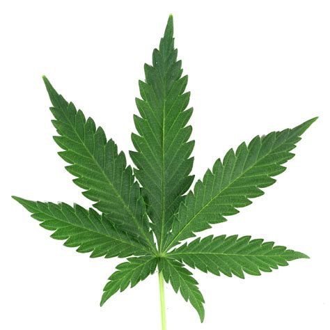 Weed Leaf Transparent PNG - Cannabis Leaves, Black Weed Leaf Clipart - Free Transparent PNG Logos