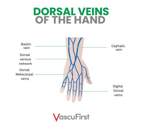 Overview of anatomy and physiology related to vascular access: peripheral veins - VascuFirst