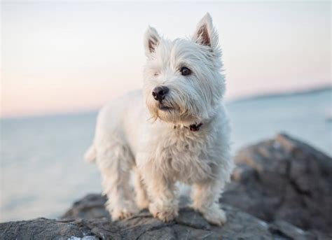 West Highland White Terrier (Westie) Dog Breed Health and Care | PetMD