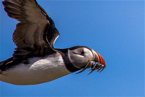 Farne Islands - Seahouses - Serenity boat trip - Northumberland coast