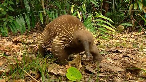 Papua New Guinea, Wildlife conservation - YouTube