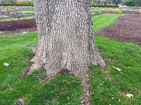 Gardening Tips: Trees and Your Root Flare - Dallas Arboretum and ...