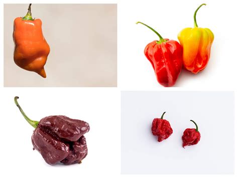 8 spiciest chilli peppers in the world