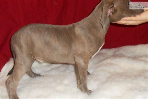 Meet Frinky a cute American Bully puppy for sale for $2,350. Blue Brindle
