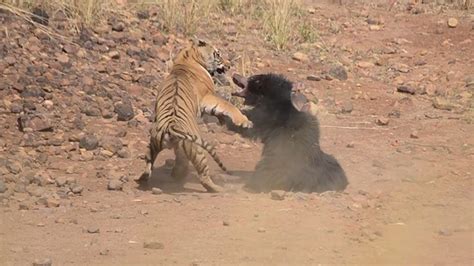 Epic battle between tiger and sloth bear caught on film