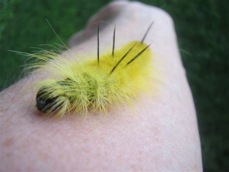 American Dagger Moth (Acronicta americana)) - The HUDSON RIVER PARK Companion