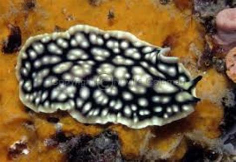 Imitating Flatworm Information and Picture | Sea Animals