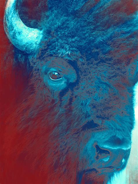 Bison Portrait- Yellowstone- Mixed Media | J Michael Darter Photography