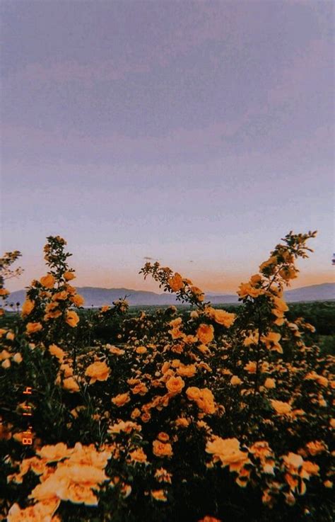 Sophiachesney on Aesthetic in 2020. Aesthetic background, Nature ...