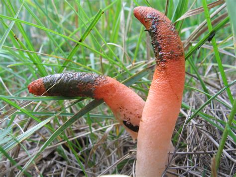 Mutinus Elegans: The Elegant Stinkhorn Identification & Info