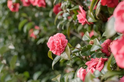 How to Grow and Care for Camellia