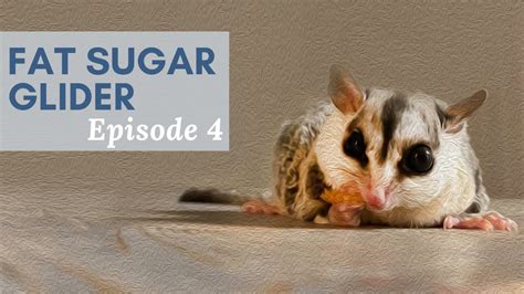 Fat Sugar Glider Episode 4 - YouTube