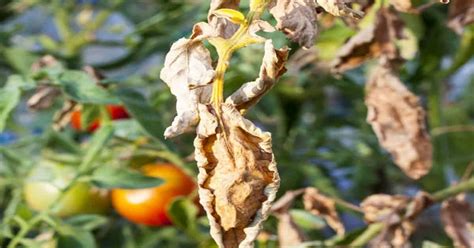 Fusarium wilt of tomato - disease cycle and epidemiology - Agronomy