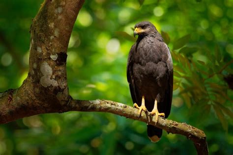 Hawks In Texas: Can You Catch A Glimpse Of All 19 Species?