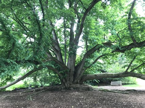 Japanese Judas Tree - Cercidiphyllum japonicum | North Carolina ...