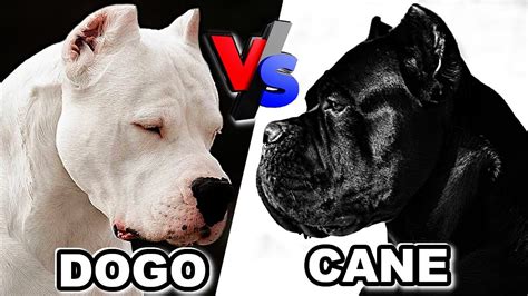 🔥 Batalla épica: Cane Corso vs Dogo Argentino 😱 Quien es mejor - YouTube