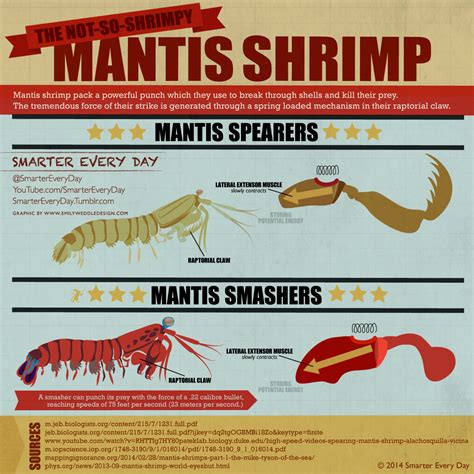 Faster Than a Speeding Mantis Shrimp Fist | Daily Infographic | Mantis ...