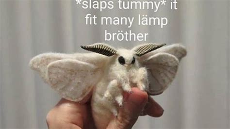 Moth memes will light up your life | Mashable