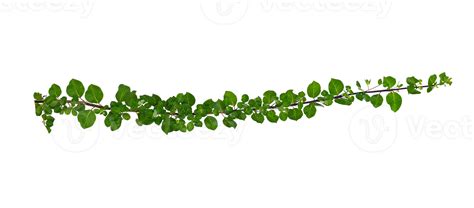 leaf vine Isolate on transparent background PNG file 13483465 PNG