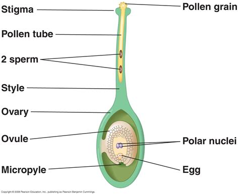 FERTILIZATION IN PLANTS