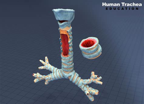 Human Trachea Textured 3D Model $15 - .obj .dae .dxf .3ds .c4d .fbx ...