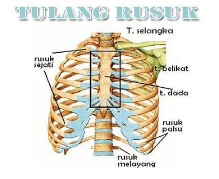 Tulang Rusuk Manusia Mengenal Struktur Dan Fungsi Pada Tubuh | My XXX ...