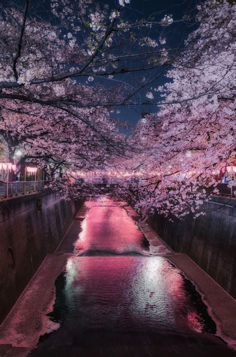 Night cherry blossom by Kenji eda / 500px | Cherry blossom wallpaper ...