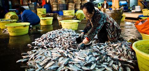 The Consequences of China’s Booming Demand for Seafood | Hakai Magazine