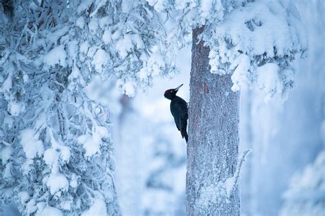 Wildlife in Finland :: Behance