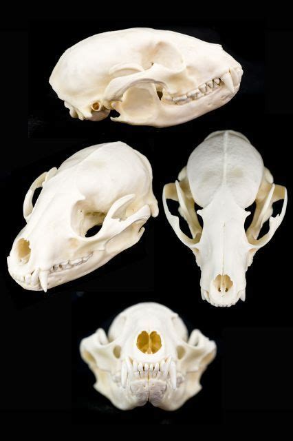 Raccoon Skull | Raccoon skull, Dog skull, Animal bones