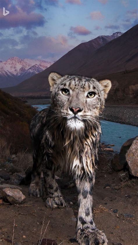 Snow leopard in Kyrgyzstan’s Tian Shan Hello, kitty! This elusive # ...