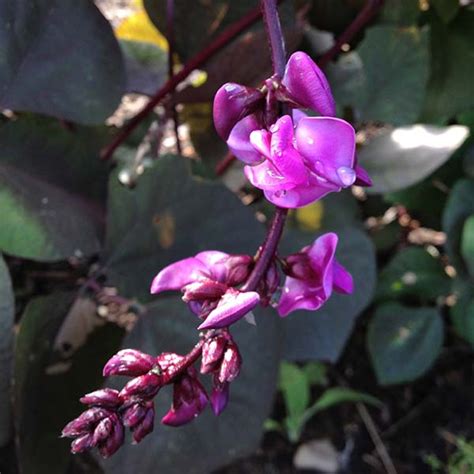 Hyacinth Bean -Same Day Flower Delivery NYC - plantshed.com