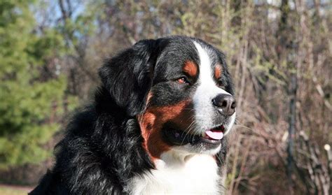 Learn all about Bernese Mountain Dog breeders, adoption health, grooming, training, and more ...