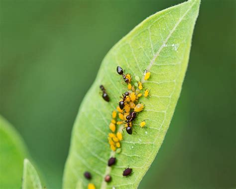 How to Identify and Kill Sugar Ants