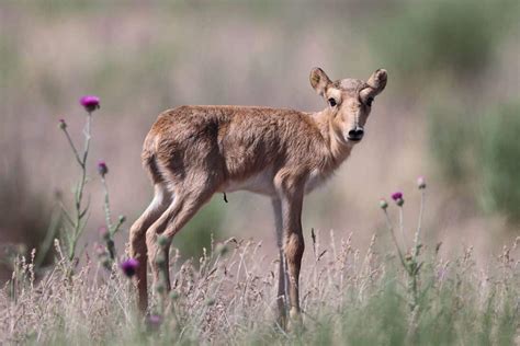 Saiga Herds Begin Flourishing Again | Wildlife Conservation Network