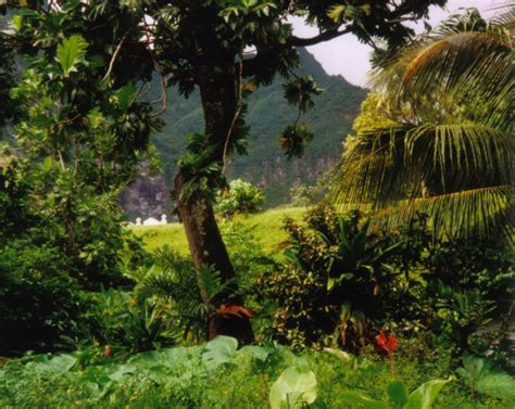 File:Rainforest Fatu Hiva.jpg - Wikipedia