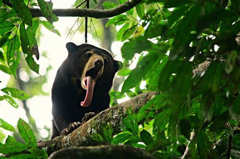 20 Mammals Found Only in Borneo - Backyard Tour