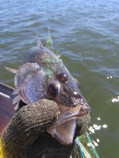 Blinky, the three eyed fish! : r/WTF