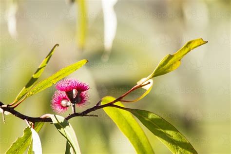 Image of Close up of gum flower and leaves horizontal - Austockphoto