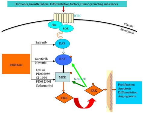 Targeting the Ras/Raf/MEK/ERK pathway in hepatocellular carcinoma (Review)