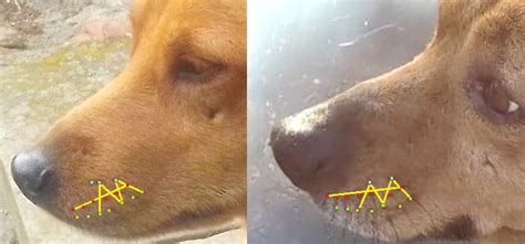 biology - Is whisker layout in a dog a constant? - Pets Stack Exchange