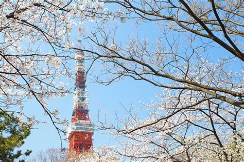 1,000+ Tokyo Tower Cherry Blossom Stock Photos, Pictures & Royalty-Free ...