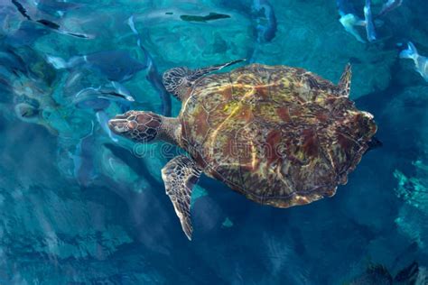 Habitat Big Sea Turtle Close-up Stock Photo - Image of nature, crystal ...