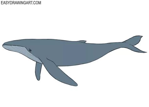 How to Draw a Whale - Easy Drawing Art