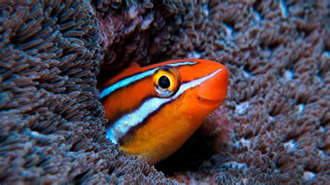 Bluestriped fangblenny in the Indian Ocean | Peapix