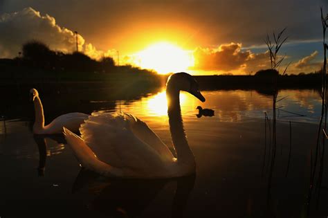 Sunset Swans Wallpapers - Wallpaper Cave