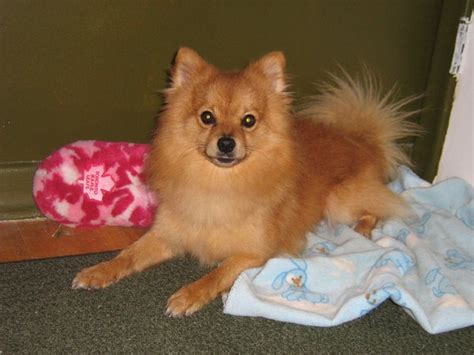 Pomchi (Pomeranian-Chihuahua mix) Info, Temperament, Puppies, Pictures